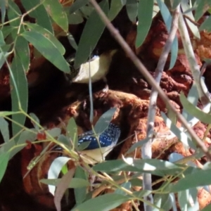 Pardalotus punctatus at Acton, ACT - suppressed