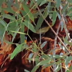 Pardalotus punctatus at Acton, ACT - suppressed