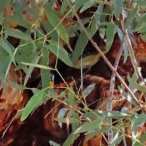 Pardalotus punctatus at Acton, ACT - 12 Jul 2021