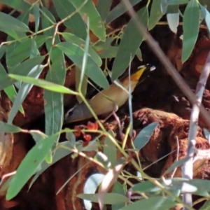 Pardalotus punctatus at Acton, ACT - suppressed