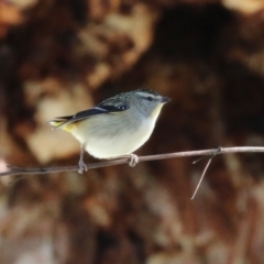 Pardalotus punctatus at Acton, ACT - 12 Jul 2021