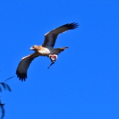 Hieraaetus morphnoides (Little Eagle) at Acton, ACT - 12 Jul 2021 by RodDeb