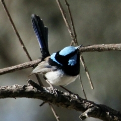 Malurus cyaneus (Superb Fairywren) at Springdale Heights, NSW - 11 Jul 2021 by PaulF