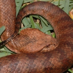 Acanthophis antarcticus (Common Death Adder) at Blue Mountains National Park - 8 Mar 2008 by PatrickCampbell