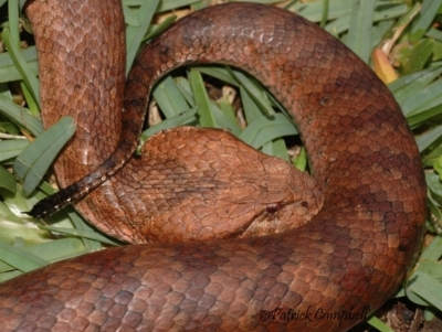 Acanthophis antarcticus (Common Death Adder) at Blue Mountains National Park, NSW - 8 Mar 2008 by PatrickCampbell