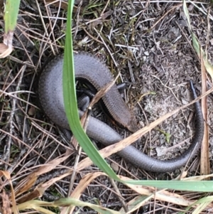 Acritoscincus platynotus at Blue Mountains National Park, NSW - suppressed