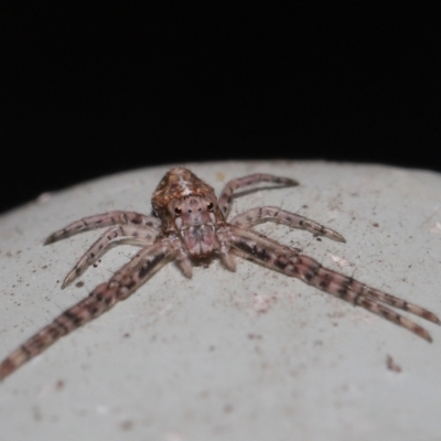 Tmarus marmoreus (Marbled crab spider) at Downer, ACT - 12 Jul 2021 by TimL