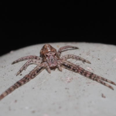 Tmarus marmoreus (Marbled crab spider) at ANBG - 11 Jul 2021 by TimL