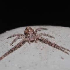 Tmarus marmoreus (Marbled crab spider) at Downer, ACT - 11 Jul 2021 by TimL