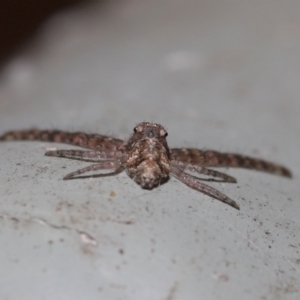 Tmarus marmoreus at Downer, ACT - suppressed