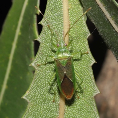 Amblypelta nitida (Fruit-spotting bug) at ANBG - 16 Apr 2021 by TimL