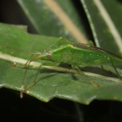 Amblypelta nitida at Downer, ACT - 16 Apr 2021