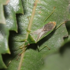 Amblypelta nitida at Downer, ACT - 16 Apr 2021