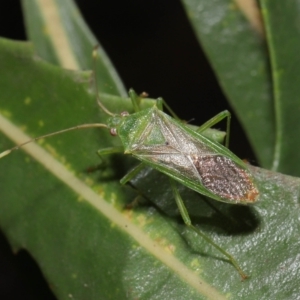 Amblypelta nitida at Downer, ACT - 16 Apr 2021