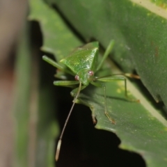 Amblypelta nitida at Downer, ACT - 16 Apr 2021