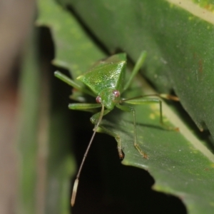 Amblypelta nitida at Downer, ACT - 16 Apr 2021