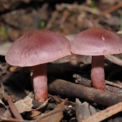 Cortinarius sp. (Cortinarius) at Downer, ACT - 4 Jul 2021 by TimL