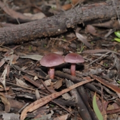 Cortinarius sp. at Downer, ACT - 4 Jul 2021