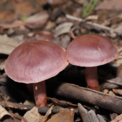 Cortinarius sp. at Downer, ACT - 4 Jul 2021