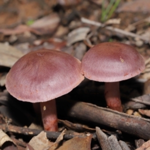 Cortinarius sp. at Downer, ACT - 4 Jul 2021 12:13 PM