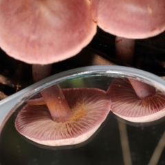 Cortinarius sp. at Downer, ACT - 4 Jul 2021 12:13 PM