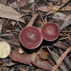 Cortinarius sp. at Downer, ACT - 4 Jul 2021 12:13 PM