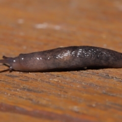 Deroceras laeve (Marsh Slug) at Evatt, ACT - 2 Jul 2021 by TimL