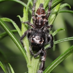 Sandalodes superbus (Ludicra Jumping Spider) at ANBG - 4 Apr 2021 by TimL