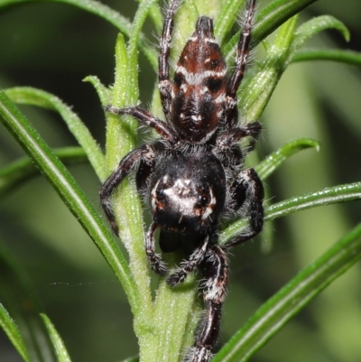 Sandalodes superbus (Ludicra Jumping Spider) at Downer, ACT - 4 Apr 2021 by TimL