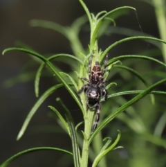 Sandalodes superbus at Downer, ACT - 4 Apr 2021 11:10 AM