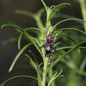 Sandalodes superbus at Downer, ACT - 4 Apr 2021 11:10 AM