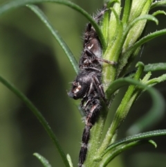 Sandalodes superbus at Downer, ACT - 4 Apr 2021