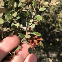 Grevillea diminuta at Bonython, ACT - 30 Jun 2021 by Tapirlord