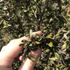 Grevillea diminuta at Bonython, ACT - 30 Jun 2021