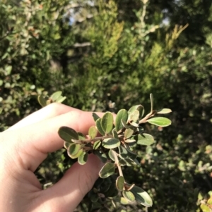 Grevillea diminuta at Bonython, ACT - 30 Jun 2021