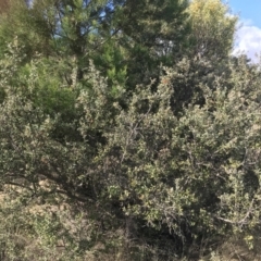 Grevillea diminuta at Bonython, ACT - 30 Jun 2021