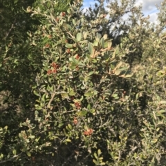 Grevillea diminuta at Bonython, ACT - 30 Jun 2021