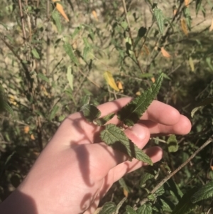 Gynatrix pulchella at Greenway, ACT - 30 Jun 2021