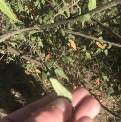 Gynatrix pulchella at Greenway, ACT - 30 Jun 2021