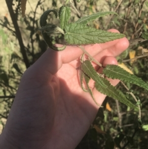 Gynatrix pulchella at Greenway, ACT - 30 Jun 2021