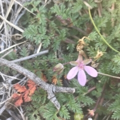 Erodium cicutarium (Common Storksbill, Common Crowfoot) at Pine Island to Point Hut - 30 Jun 2021 by Tapirlord