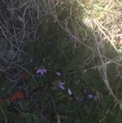 Erodium cicutarium at Greenway, ACT - 30 Jun 2021