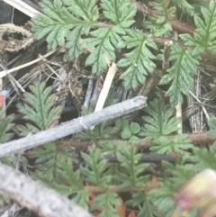 Erodium cicutarium at Greenway, ACT - 30 Jun 2021