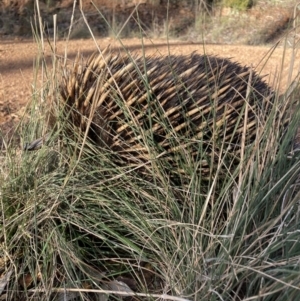 Tachyglossus aculeatus at Hackett, ACT - 11 Jul 2021 03:55 PM