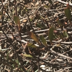 Muehlenbeckia tuggeranong (Tuggeranong Lignum) at Pine Island to Point Hut - 30 Jun 2021 by Tapirlord