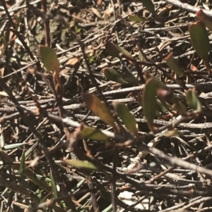 Muehlenbeckia tuggeranong at suppressed - 30 Jun 2021