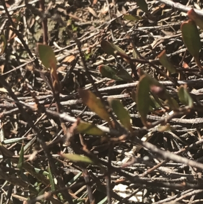 Muehlenbeckia tuggeranong (Tuggeranong Lignum) at Greenway, ACT - 30 Jun 2021 by Tapirlord