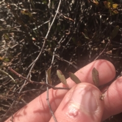 Muehlenbeckia tuggeranong at suppressed - 30 Jun 2021