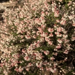 Cryptandra amara (Bitter Cryptandra) at Hackett, ACT - 11 Jul 2021 by waltraud