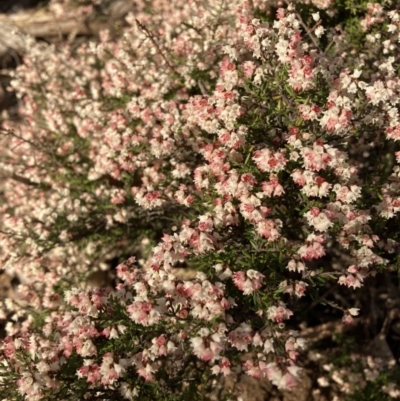 Cryptandra amara (Bitter Cryptandra) at Hackett, ACT - 11 Jul 2021 by waltraud